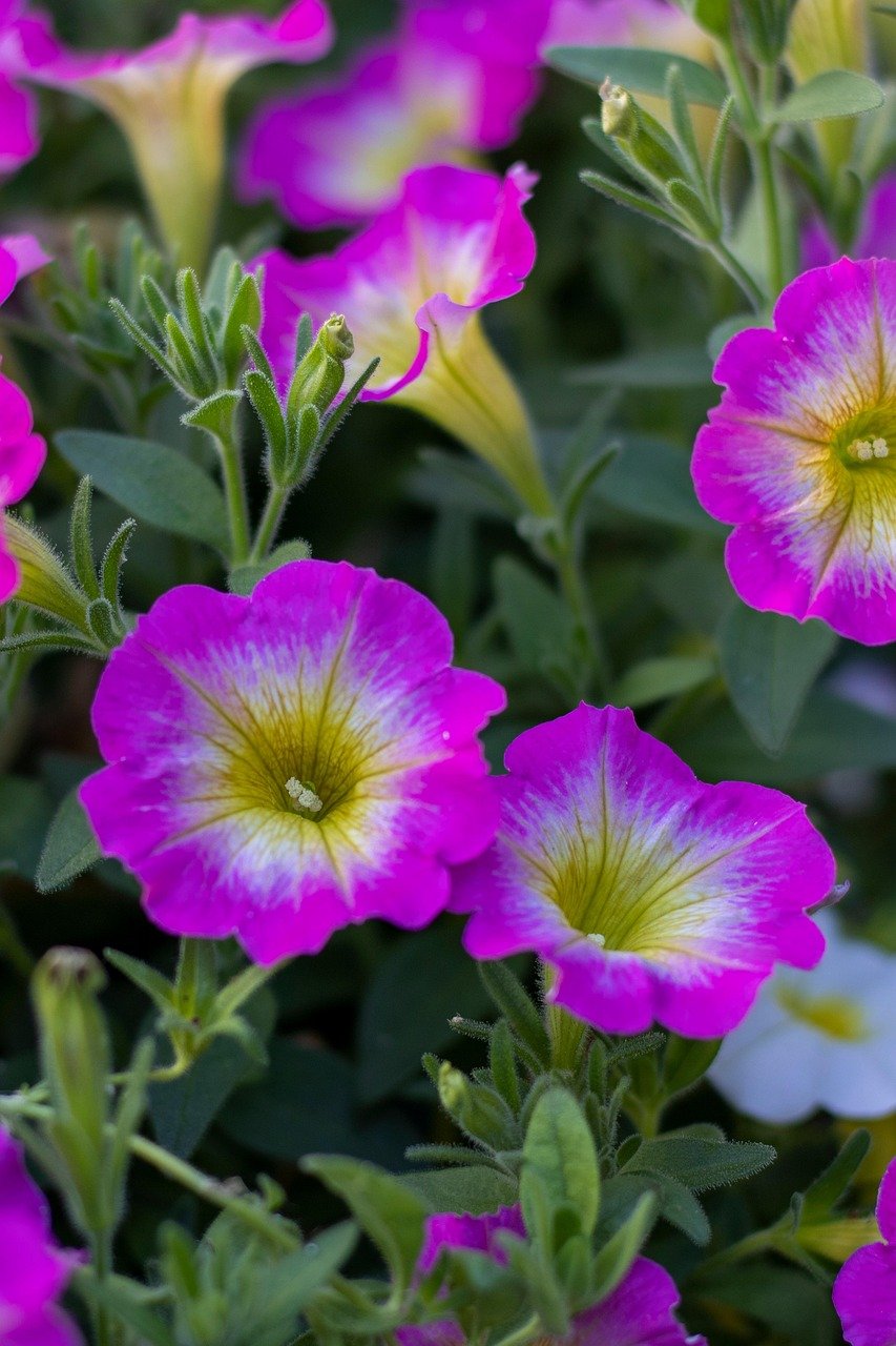Commercial greenhouse with hanging baskets of orange petunias and red geraniums