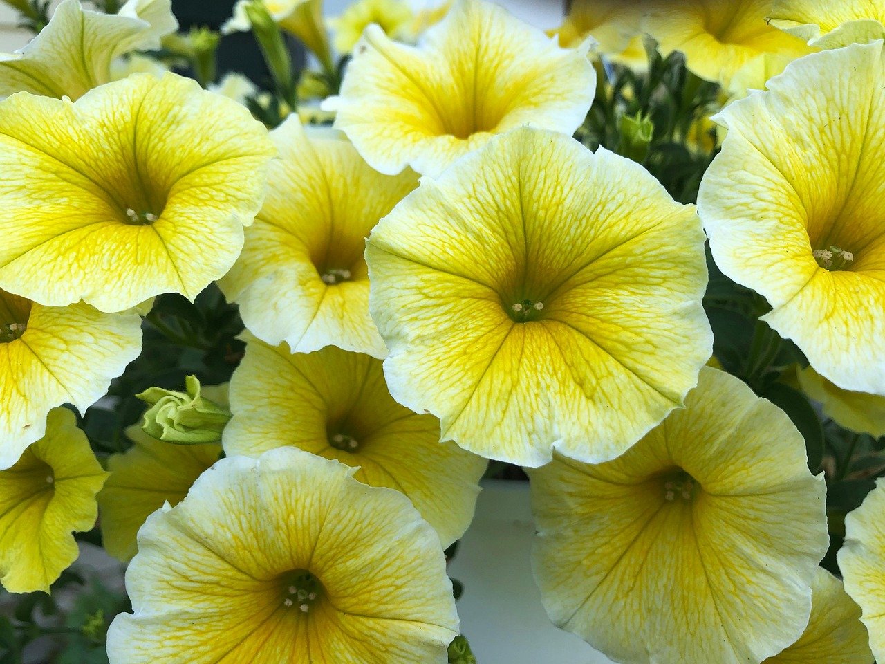Dense display of colorful small pot flowers and hanging plants in greenhouse