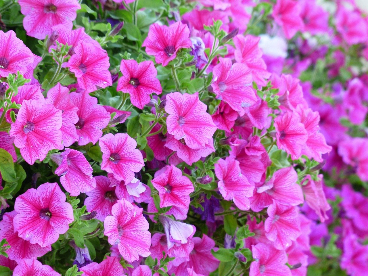 Greenhouse full of colorful hanging baskets and small potted flowers