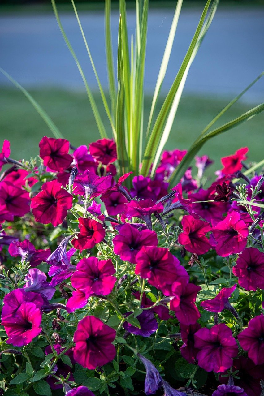Vibrant hanging baskets with petunias and other flowers in greenhouse rows