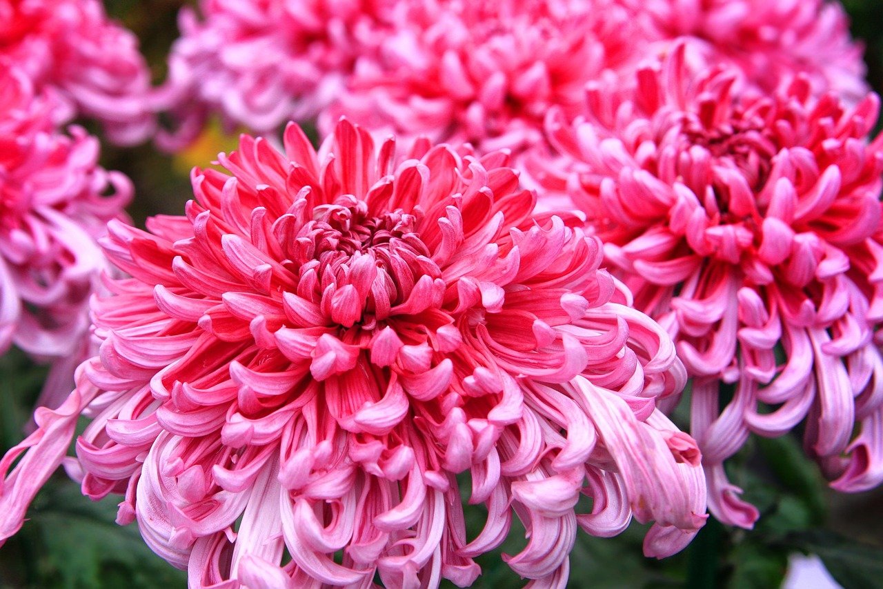 Rows of hanging flower baskets in a sunny greenhouse