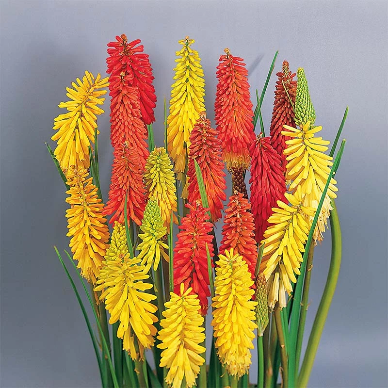 Kniphofia
