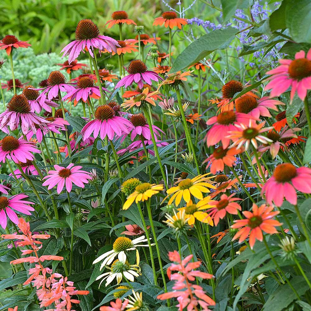 Echinacea (Coneflower)