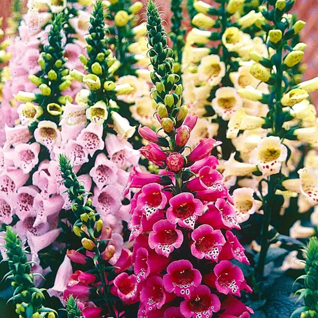 Digitalis (Foxglove)