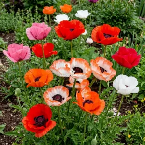 Papaver (Poppey)
