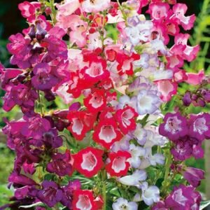 Penstemon (Beardtongue)
