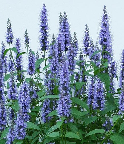 Agastache