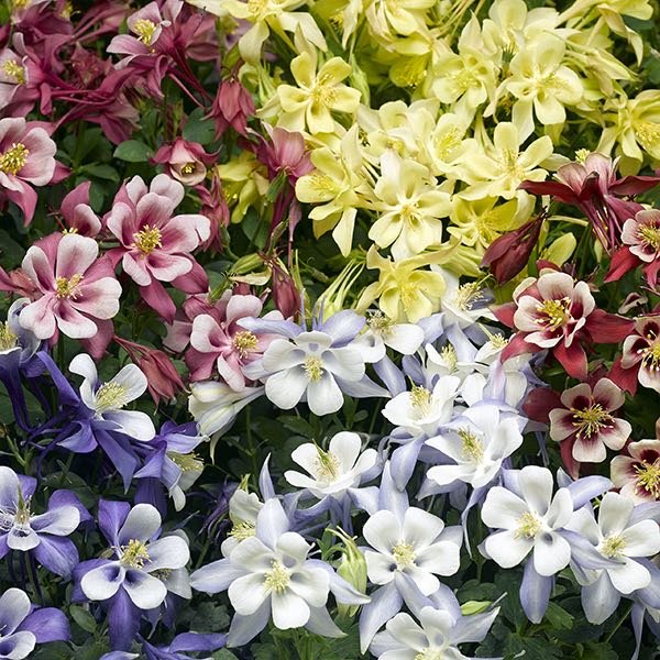 Columbine (Aquilegia)