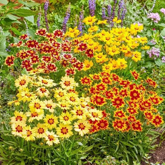 Coreopsis