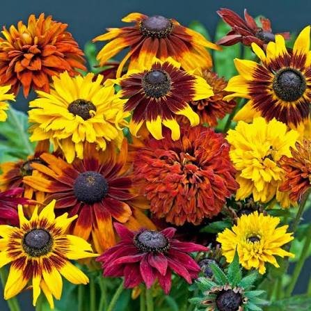 Rudbeckia (Black Eyed Susan)
