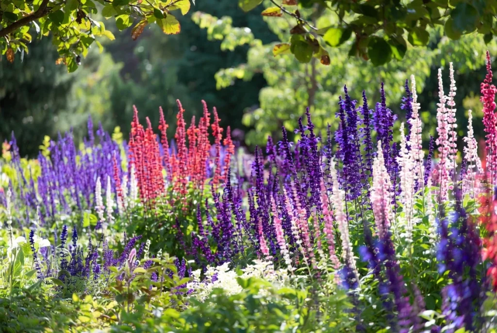 Salvia (Sage)