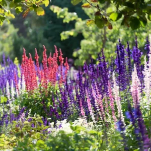Salvia (Sage)